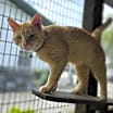 Thumbnail photo of Rodney Cat #2