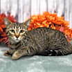 Thumbnail photo of Skylar #1