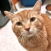 Thumbnail photo of Sir Sammy #1