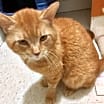 Thumbnail photo of Sir Sammy #2