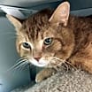 Thumbnail photo of Sir Sammy #3