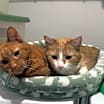 Thumbnail photo of Marshmallow #2