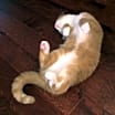 Thumbnail photo of Marshmallow #3