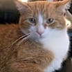 Thumbnail photo of Marshmallow #4