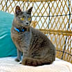 Thumbnail photo of Mila #1