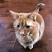 Thumbnail photo of Fluff #3
