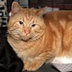 Thumbnail photo of Mango Tango (Neutered) #1