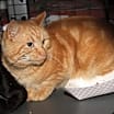 Thumbnail photo of Mango Tango (Neutered) #2