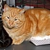 Thumbnail photo of Mango Tango (Neutered) #3