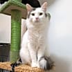Thumbnail photo of Petey #1