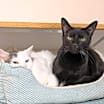 Thumbnail photo of Petey #2