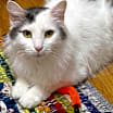 Thumbnail photo of Petey #4