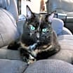 Thumbnail photo of Ember #1