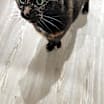Thumbnail photo of Ember #2
