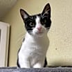 Thumbnail photo of Domino #1