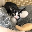 Thumbnail photo of Domino #3
