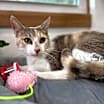 Thumbnail photo of Holly Hobby #4