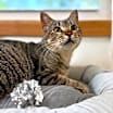 Thumbnail photo of Ashley Paws #1