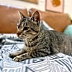 Thumbnail photo of Ashley Paws #2