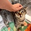 Thumbnail photo of Ashley Paws #3