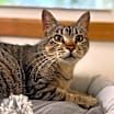 Thumbnail photo of Ashley Paws #4