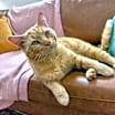 Thumbnail photo of Nacho Hall #1