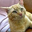 Thumbnail photo of Nacho Hall #4