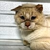 Thumbnail photo of Mortimer JG #2