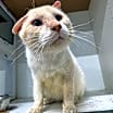 Thumbnail photo of Mortimer JG #3