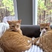 Thumbnail photo of Ember and Izzy #1