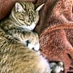 Thumbnail photo of Ember and Izzy #3