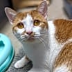 Thumbnail photo of Leland - Available In Foster #1