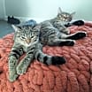 Thumbnail photo of Sasha and Teddy #4