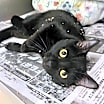 Thumbnail photo of Dr. Biscuits, Esq. #2