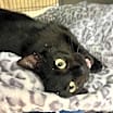 Thumbnail photo of Dr. Biscuits, Esq. #3