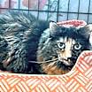 Thumbnail photo of Miss Priss #4