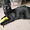 Thumbnail photo of Baron #2