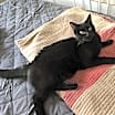 Thumbnail photo of Baron #3