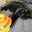 Thumbnail photo of Baron #4