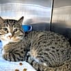 Thumbnail photo of Elroy #2