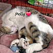 Thumbnail photo of Molly #snugglicious #1