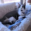 Thumbnail photo of Sweet Caroline #3
