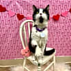 Thumbnail photo of Sweet Caroline #4