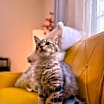 Thumbnail photo of Mochi Blossom #1