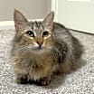 Thumbnail photo of Mochi Blossom #4