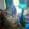 Thumbnail photo of Tiger #2