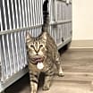 Thumbnail photo of Tigerstar #1