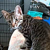 Thumbnail photo of NomNom BW #1