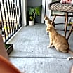 Thumbnail photo of Ember and Izzy #4