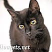 Thumbnail photo of Nigel #18746 #1